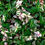 Thumbnail: Fantastic Callisia Repens "Pink Panther" Miniature Wandering Dude Succulent