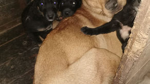 Los animales de compañía son grandes amigos, pero deben ser cuidados con responsabilidad