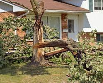 Professional stump grinding and stump removal services by K & K Tree Service in Southeast Kansas.