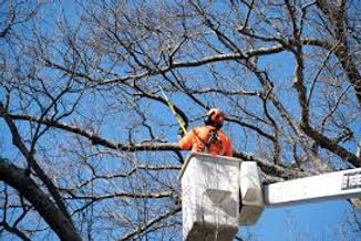 Tree trimming and pruning services for residential properties in Southeast Kansas