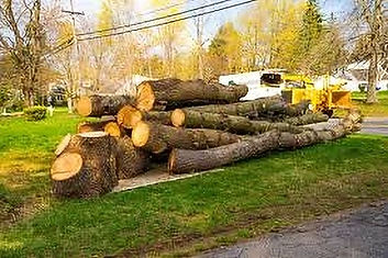 Professional tree removal services by K & K Tree Service LLC, serving Southeast Kansas with safe tree removal and cleanup