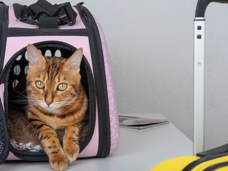 Préparer son chat à un séjour en pension pendant les fêtes