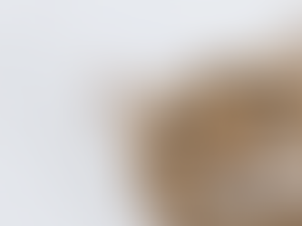 accueil chat stressé pension à Villeneuve d'Ascq