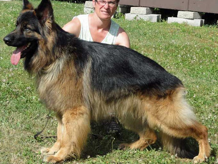 Erfolgreiche Körung für Pirat und Nora in Gentilino