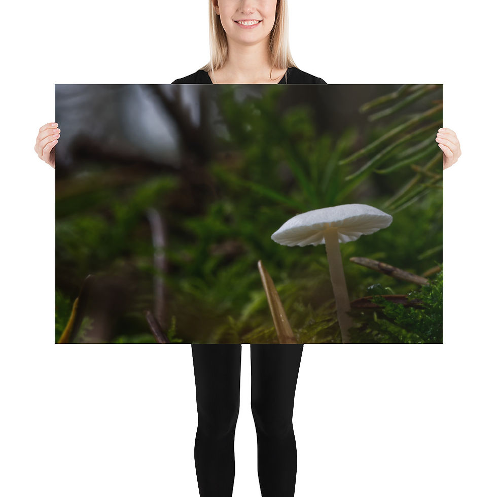 Miniaturbild: Makroaufname eines winzigen Pilzes (Poster)