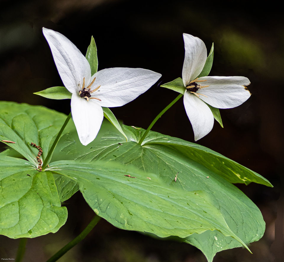 White trillium at The Great Smoky Mountains National Park
