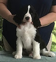One Pup from AM CH STREAMLINE'S OUTNUMBERED ex AM CH MAXWELL'S ACROSS THE POND