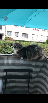 Simba