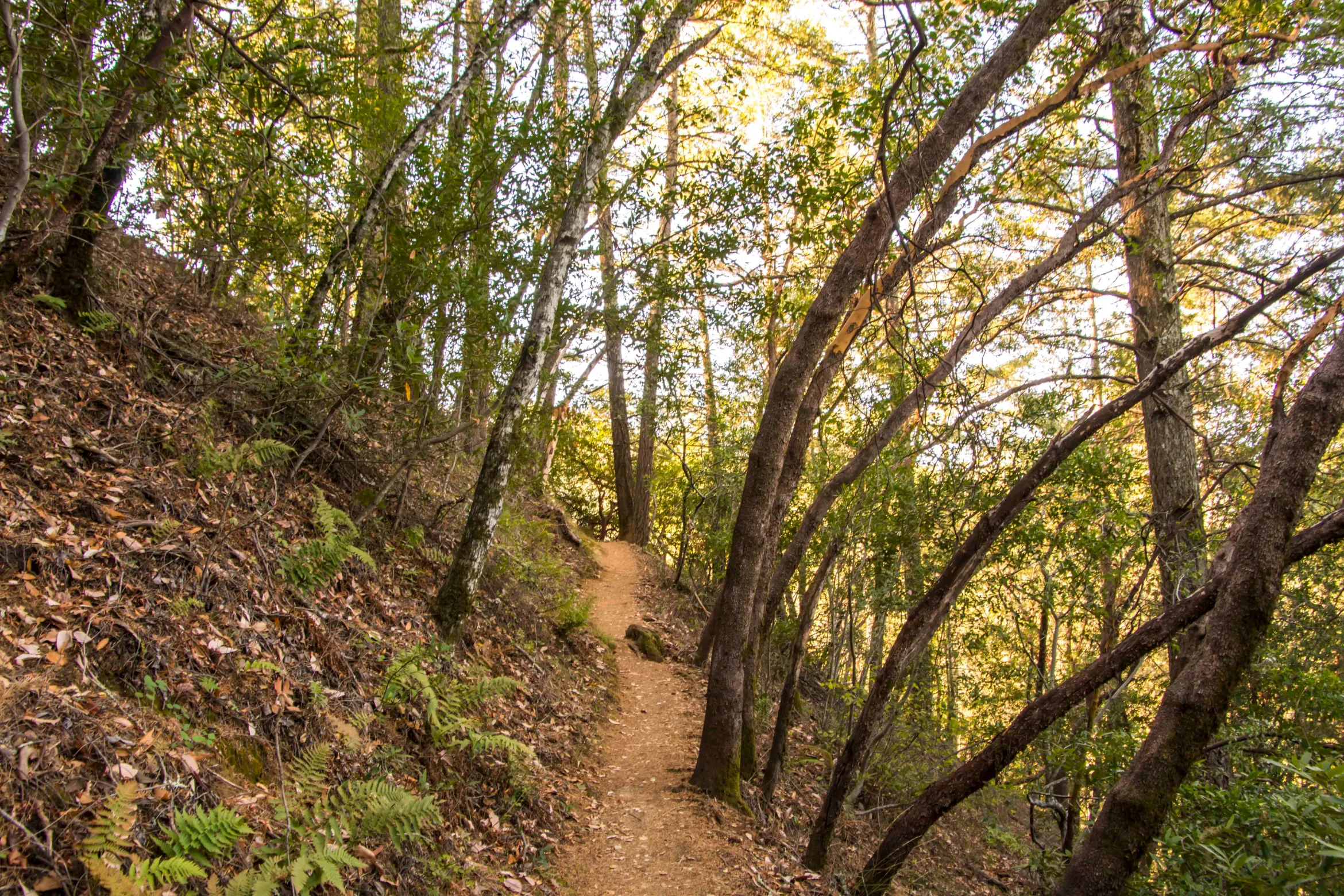 LONG: Bothe Napa State Park