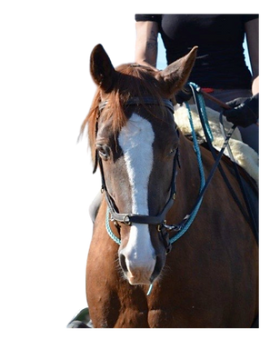 riding with the clicker
