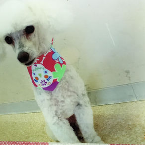愛犬「メイ」が亡くなりました