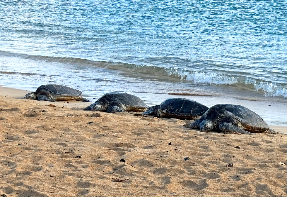 Sea turtles lounging on Poipu Beach.