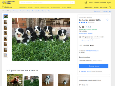 Border Collie King cambia su dirección en Mercado Libre