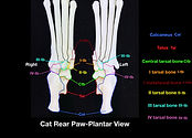 CatRearPawPlantarFinal.001.jpeg