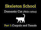 SkeletonSchoolCatThumb.001.jpeg
