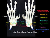 CatFrontPalmarFinal.001.jpeg