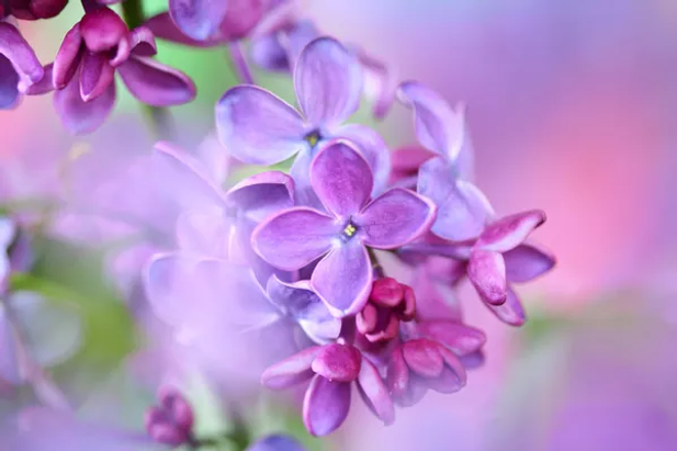 lilas.jpg