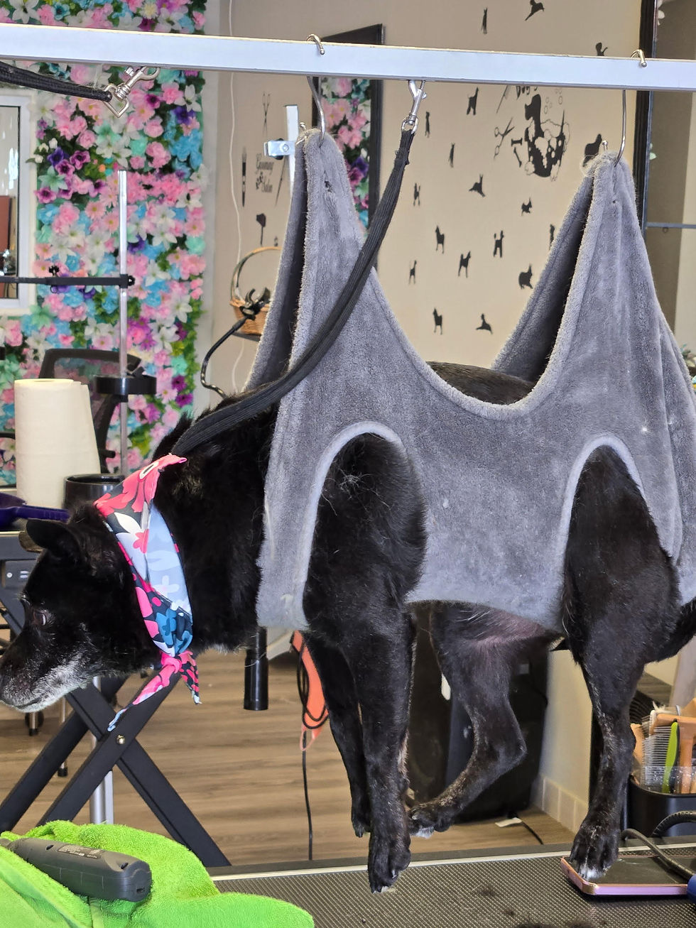 Black dog in a gray grooming sling at a pet salon, wearing a pink-and-blue bandana, with floral and cat-patterned walls.