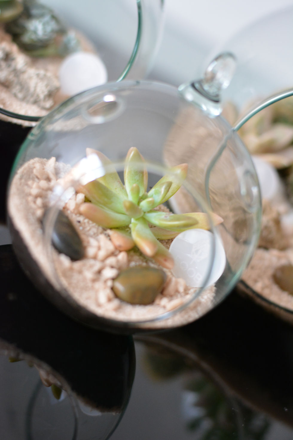 Miniatura: Terrarium