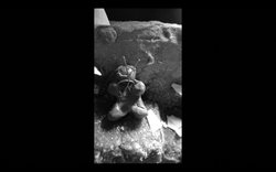 The Cutter (The Creepy Clown)