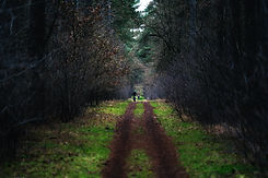 Lumberjack D2-12.jpg