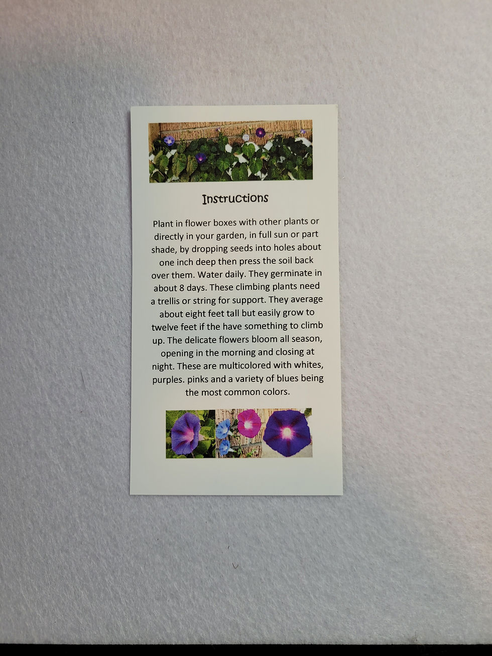 Thumbnail: Morning Glory Seeds