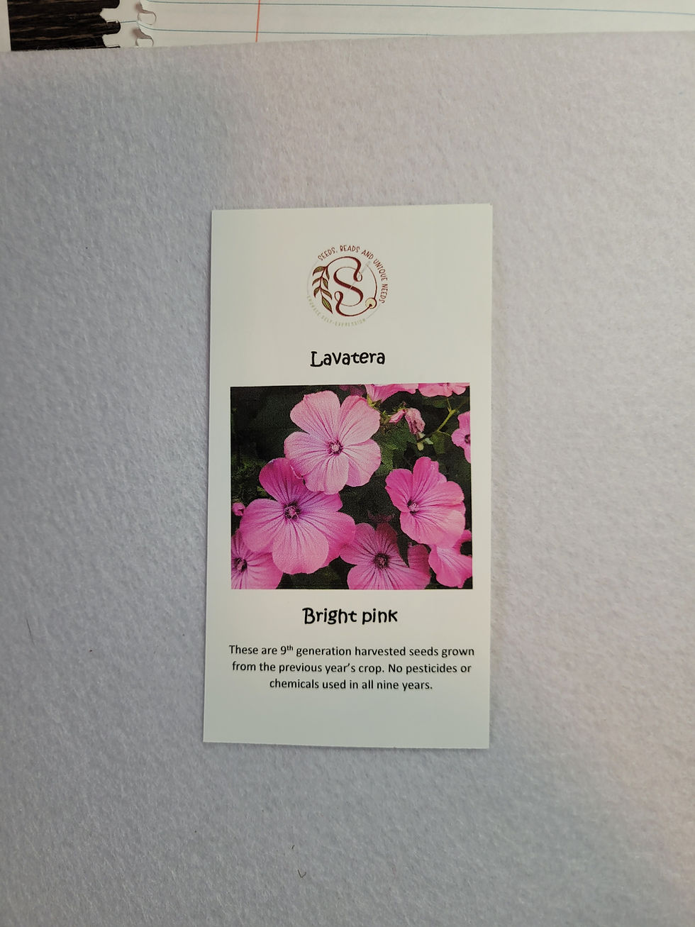 Thumbnail: Lavatera Seeds