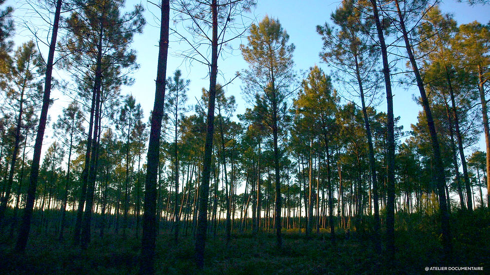 Miniature : LE TEMPS DES FORÊTS