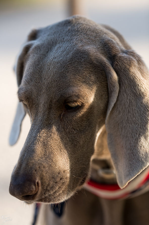 Weimaraner