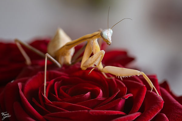 Indische Riesenmanti