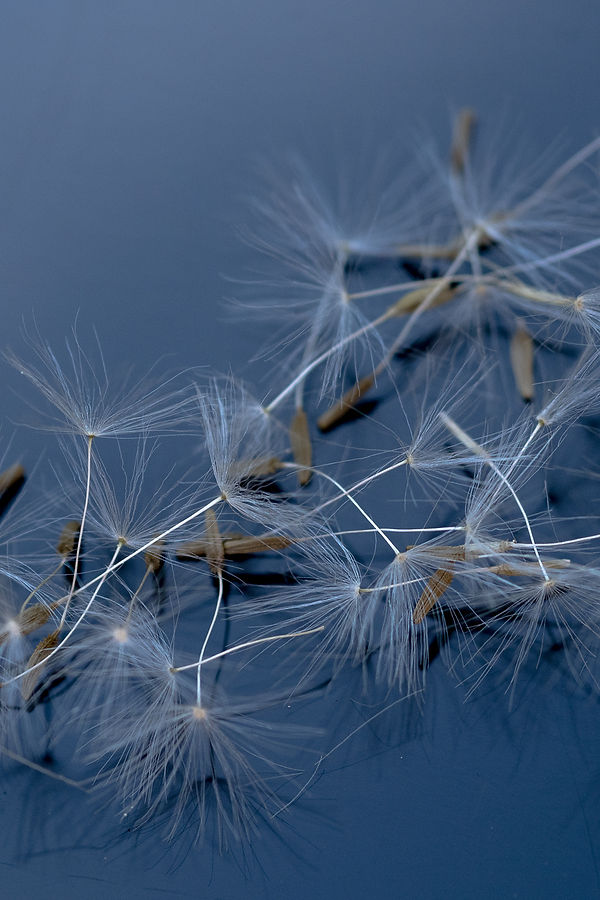 Dandelion seed