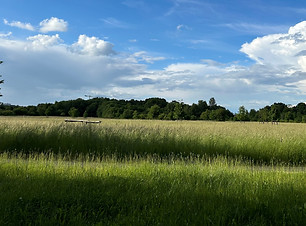 Arboretum Feld.jpg