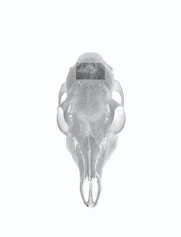 skull.jpeg