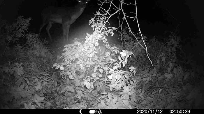 deer.gif