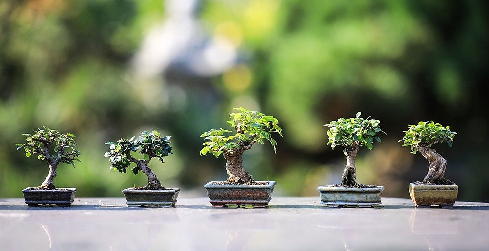 mini bonsai 1.jpg