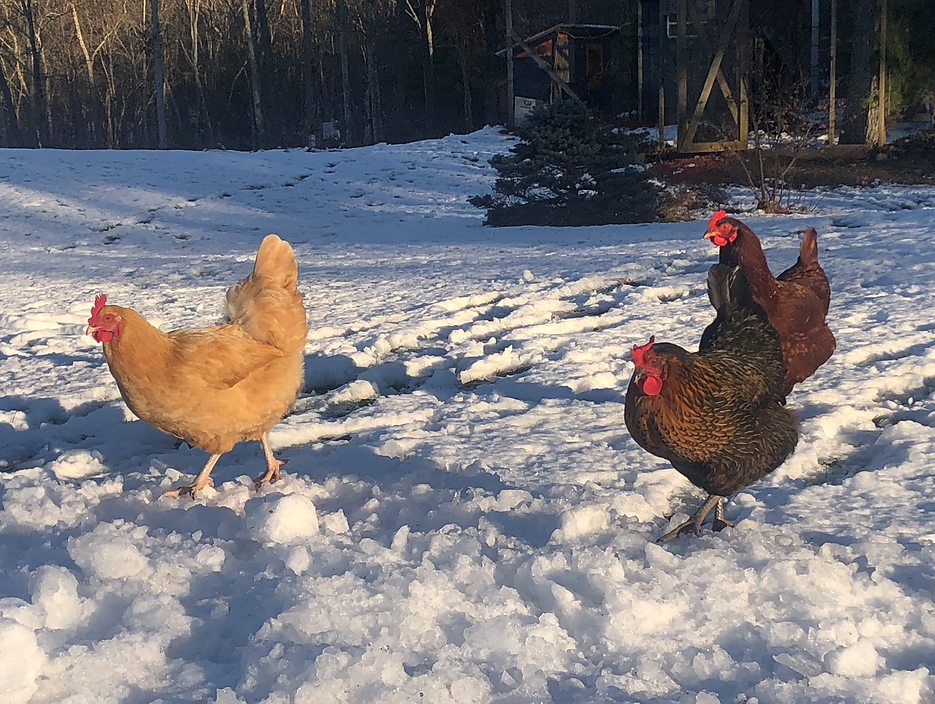 Screenshot 2024-12-31 at 9.44.19 AM.png