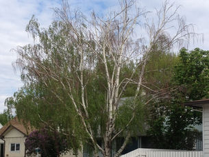 BIRCH DIEBACK OFTEN A RESULT OF A TREE KILLING PEST