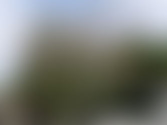 BIRCH DIEBACK OFTEN A RESULT OF A TREE KILLING PEST