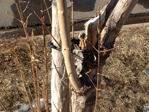 Please Respect City Trees