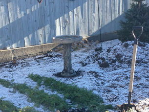 Pileated Woodpecker Drops in for Lunch