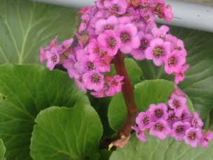 Plant Sale & Speaker – Hort Meeting Monday May 27