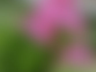 Plant Sale & Speaker – Hort Meeting Monday May 27