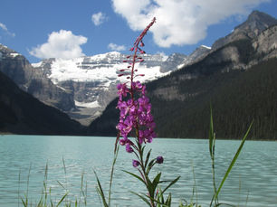 Re-Learning my Botanical Latin