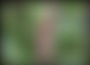 Managing Hail Damaged Trees