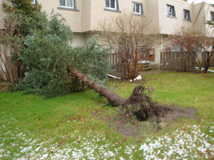 STORM RESPONSE – FIRST AID FOR TREES