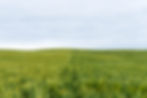 Reduce Synthetic Reliance