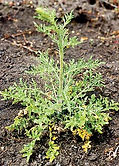 DiffuseKnapweed3.jpg