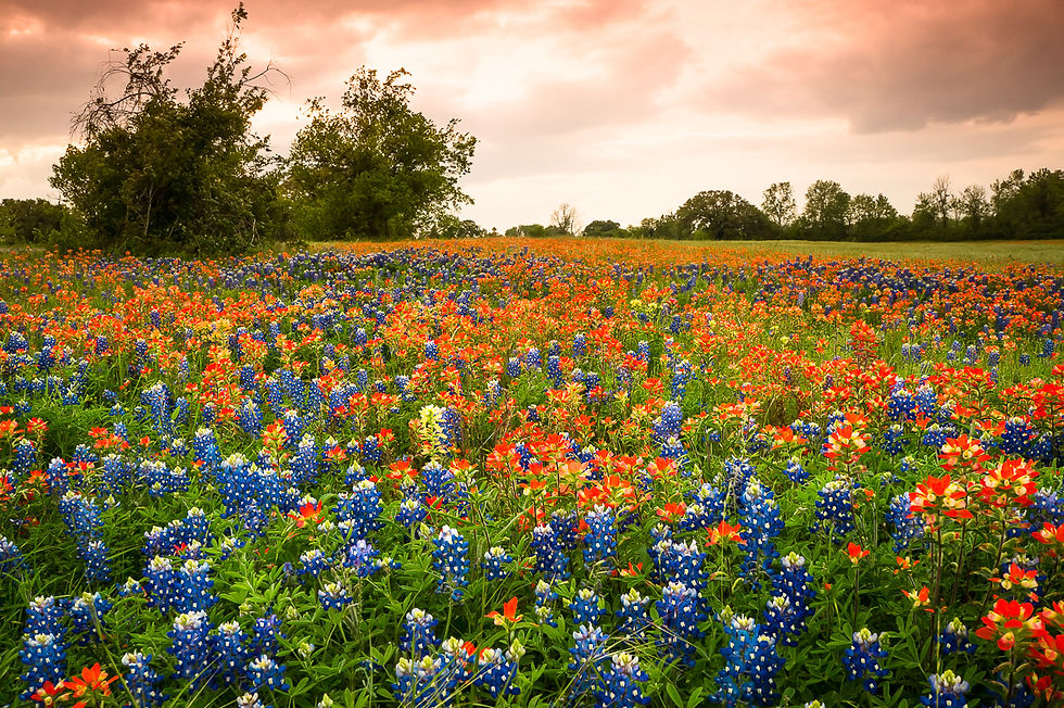 Bluebonnets-and-Indian-Paintbrush-Under-Orange-Sky-Texas.jpg