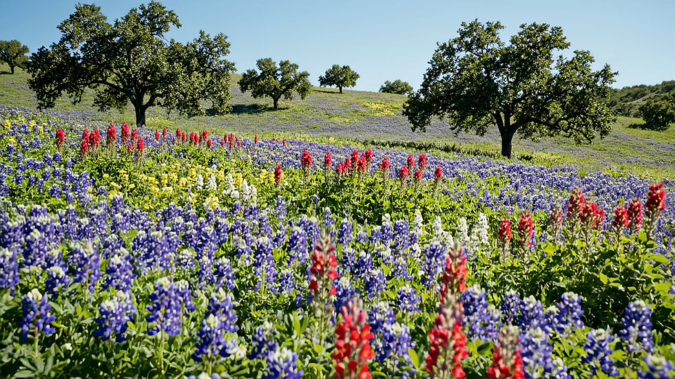 vecteezy_vibrant-field-of-bluebonnets-and-indian-paintbrush_75451883.mp4