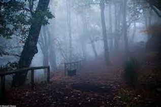 Forest.jpg